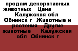 продам декоративных животных › Цена ­ 15 000 - Калужская обл., Обнинск г. Животные и растения » Другие животные   . Калужская обл.,Обнинск г.